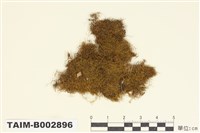 藏品(羽苔科 )的圖片